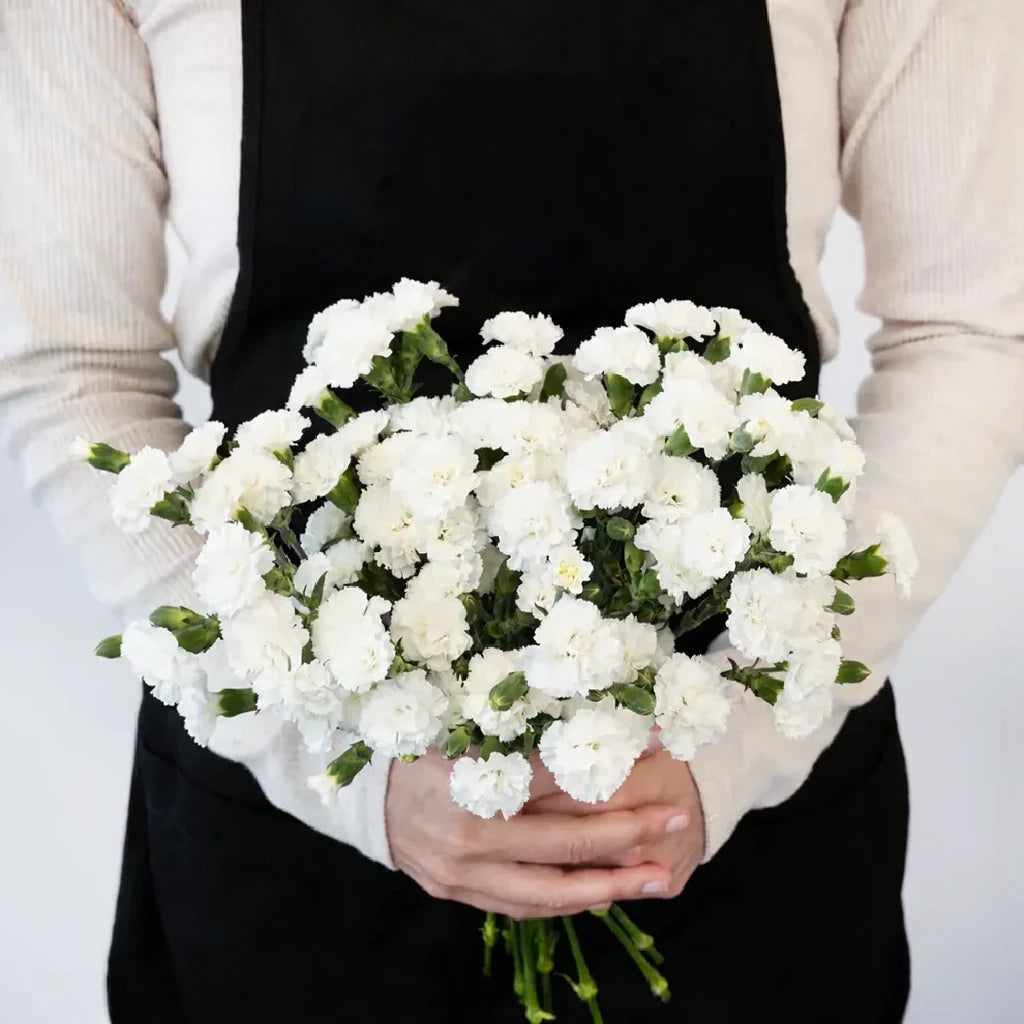 Gypsy Dianthus - White - main