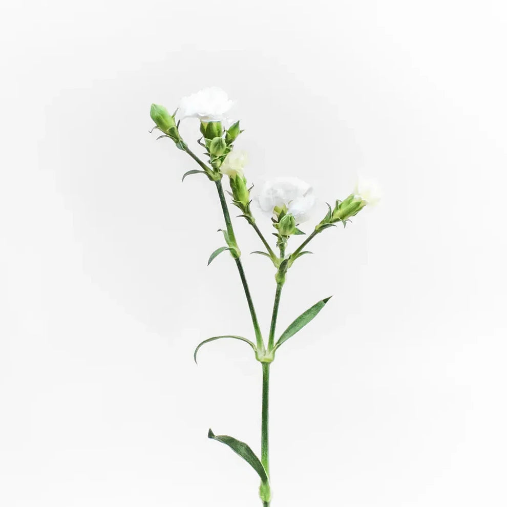 Gypsy Dianthus - White - alternative 3