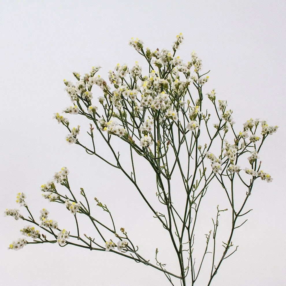 White Limonium - main