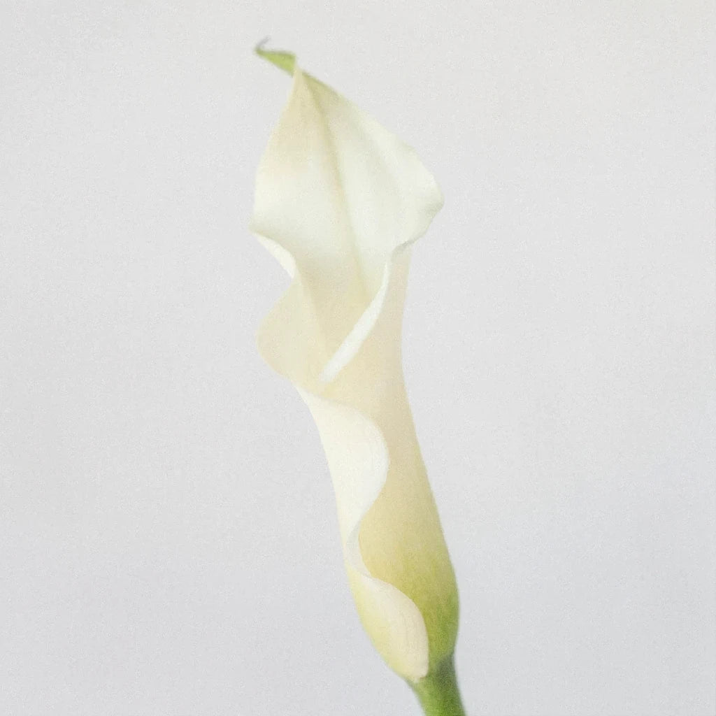 White Calla Lily Mini - main