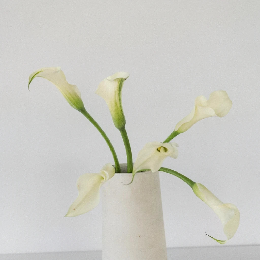 White Calla Lily Mini - alternative 1