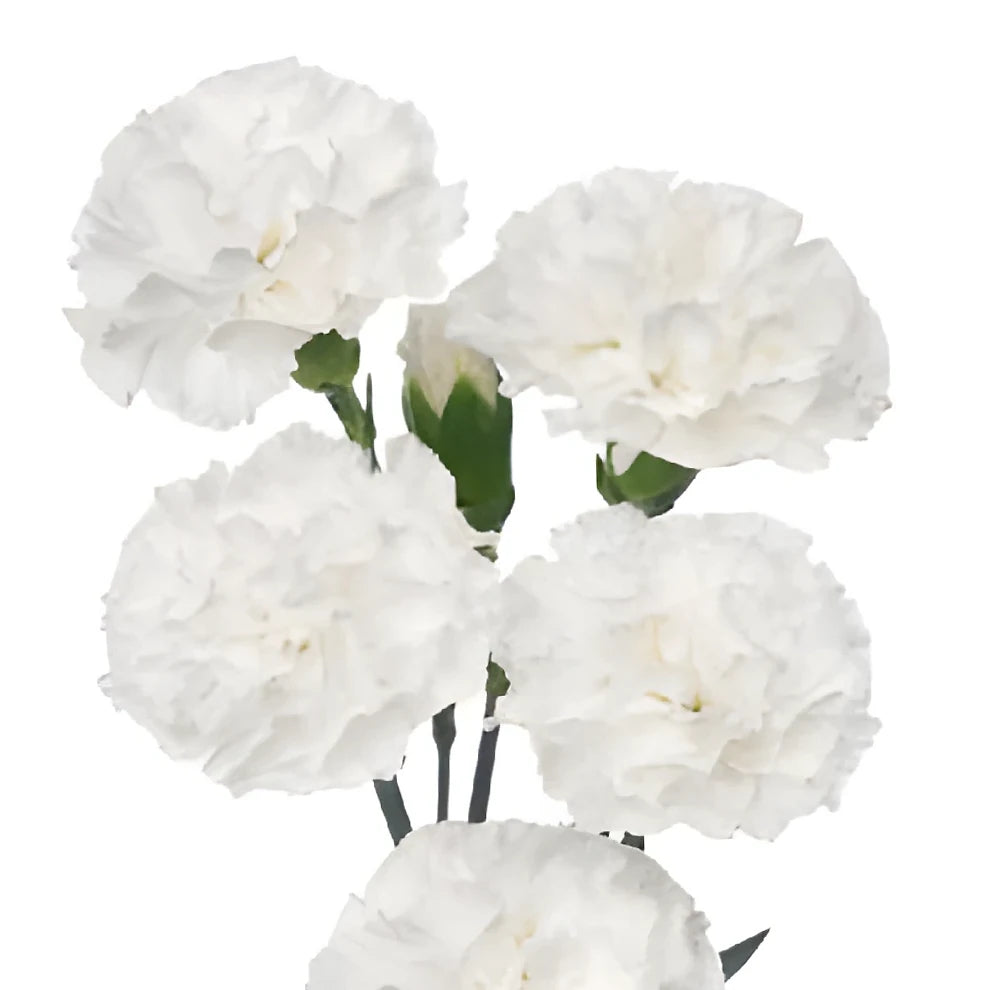 White Carnations - main