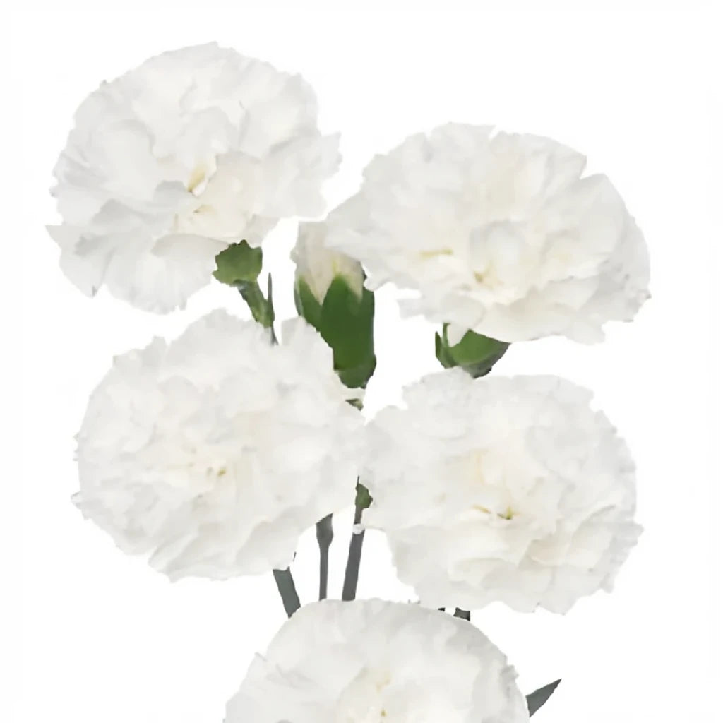 White Carnations Mini - alternative 1