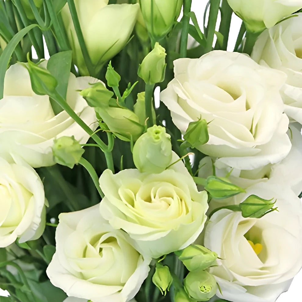 Mini Lisianthus - main