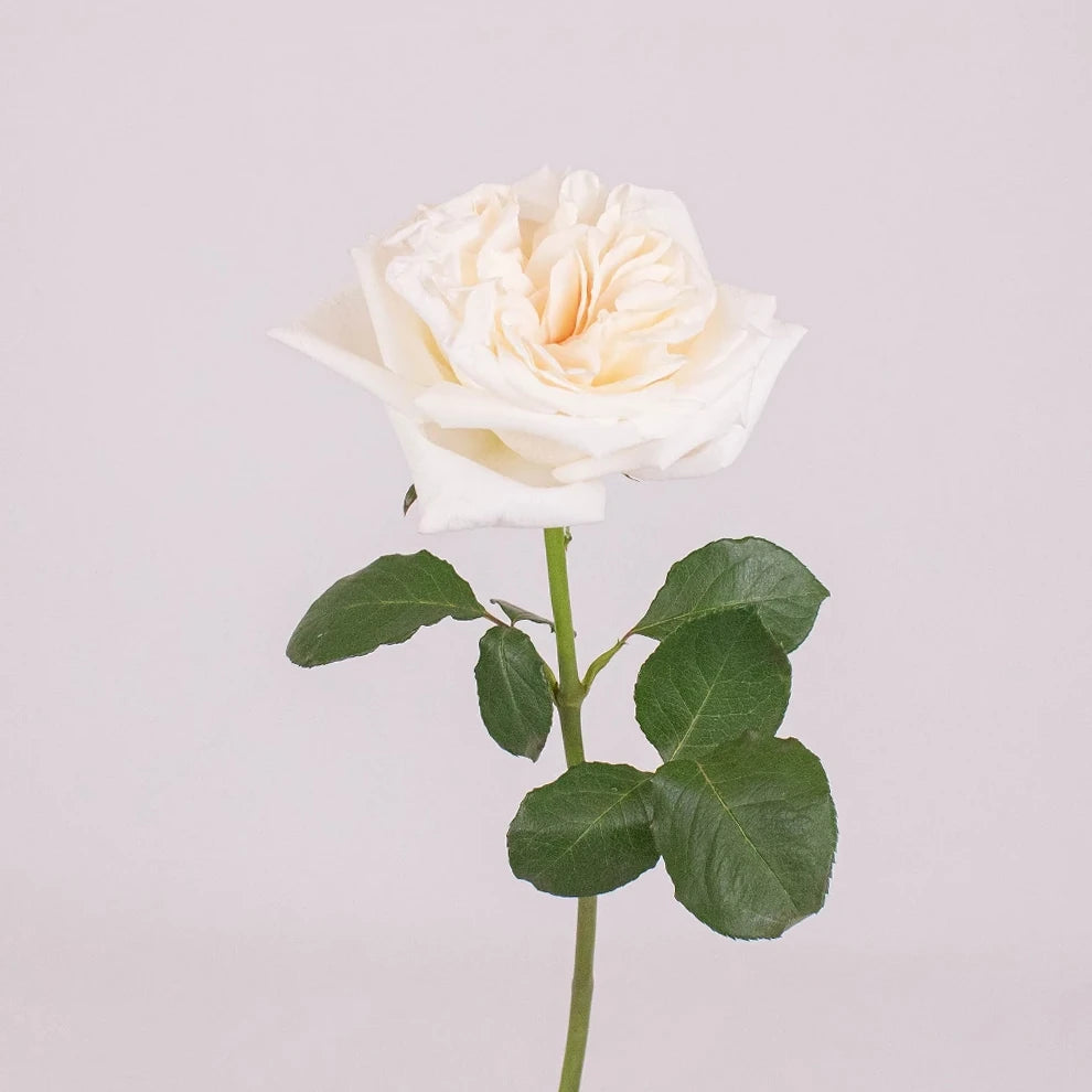 Blush White Ohara Roses Garden - main