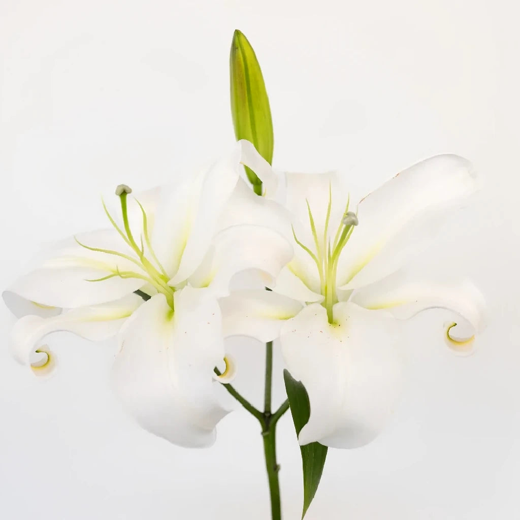 Zambesi Lilies Oriental - alternative 1