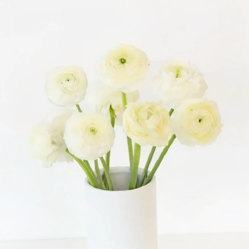 White Ranunculus - alternative 1