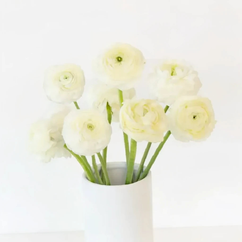 White Ranunculus Cloony - alternative 1