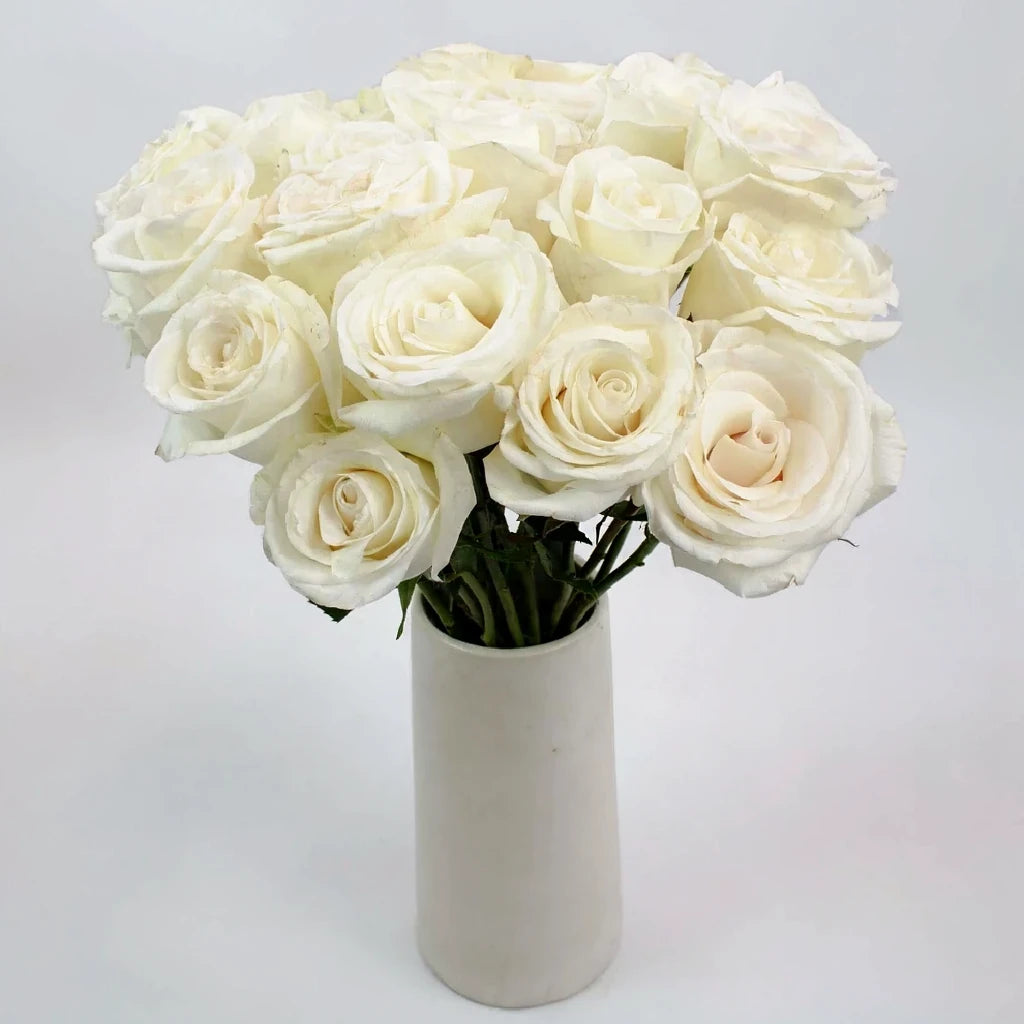 Alba Roses Standard - main
