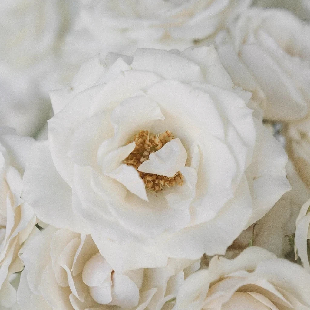 Viviane Roses Spray - main