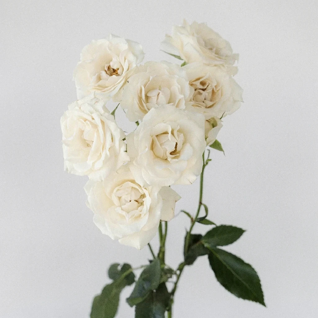 White Mikado Roses Spray - alternative 1