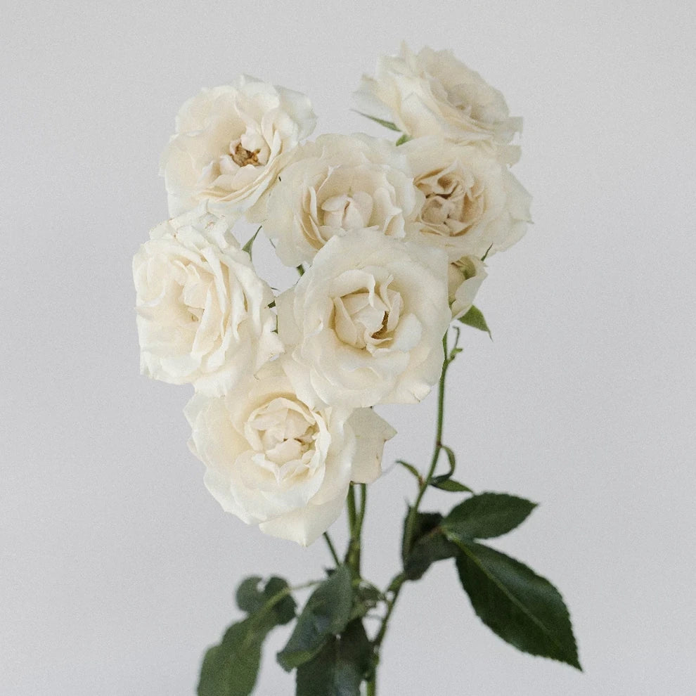 White Majolika Roses Spray - main