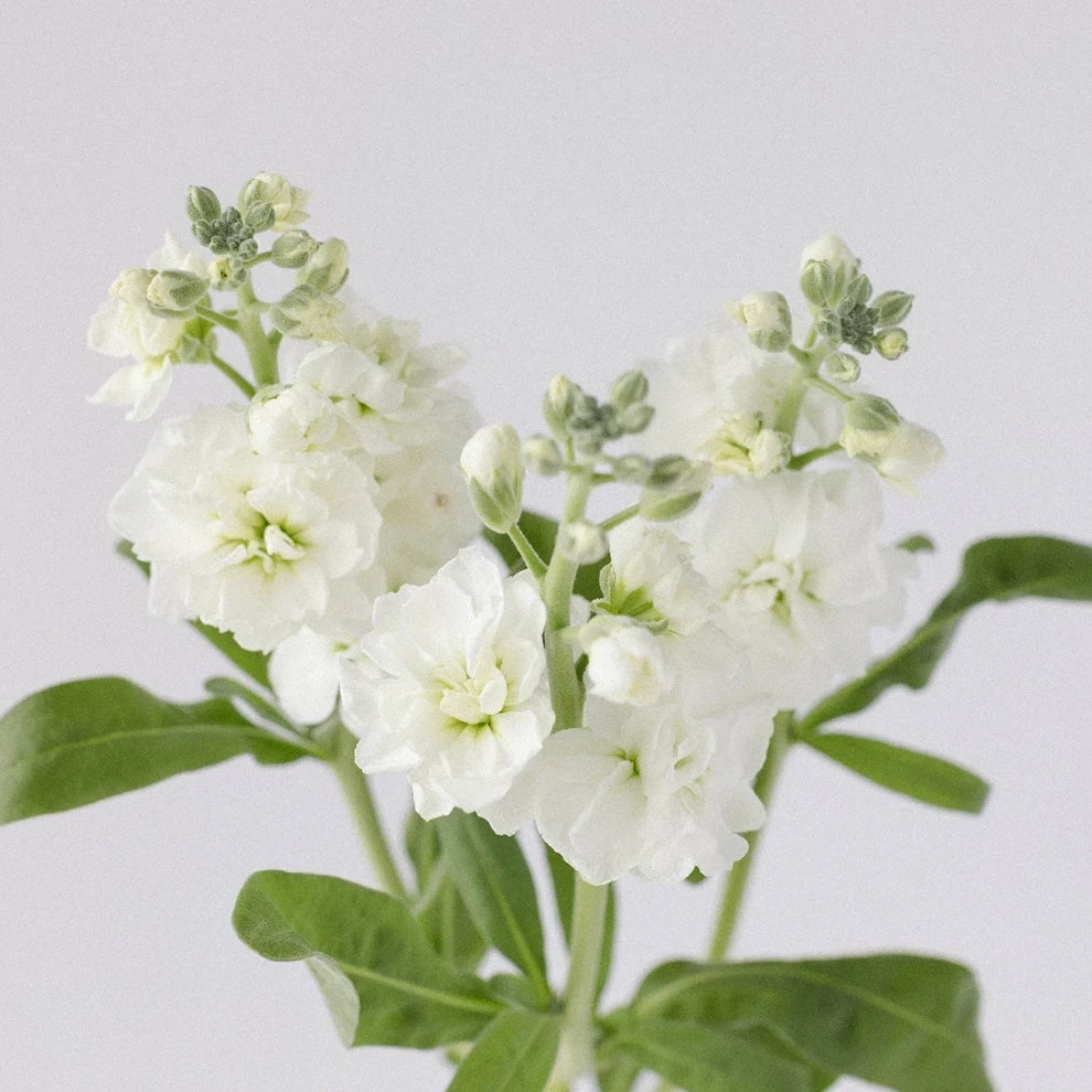 White Stock Spray - alternative 1
