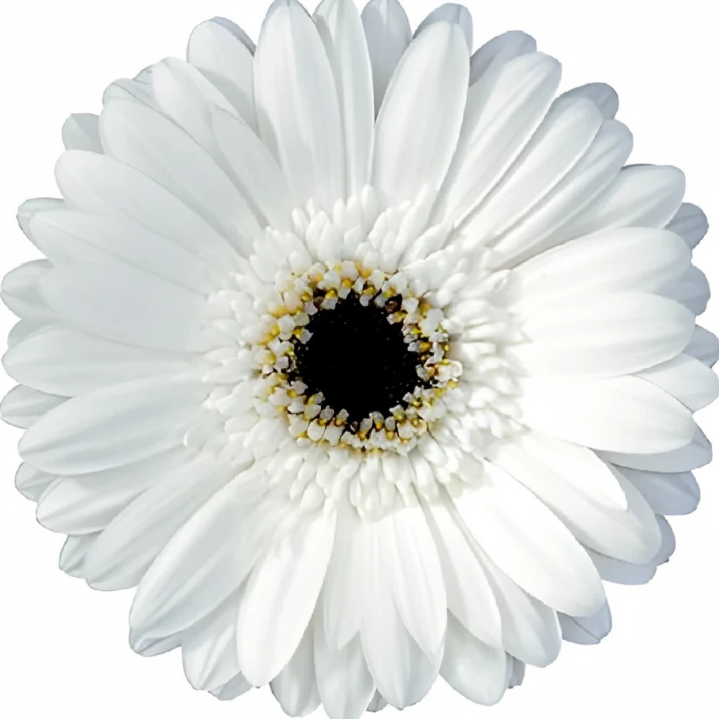 White Gerberas - main