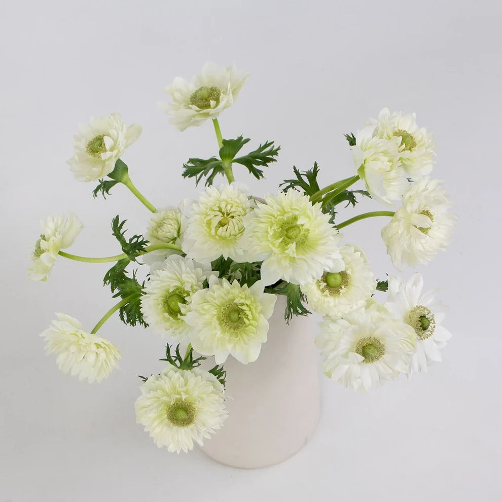 White Fullstar Anemones - White - main
