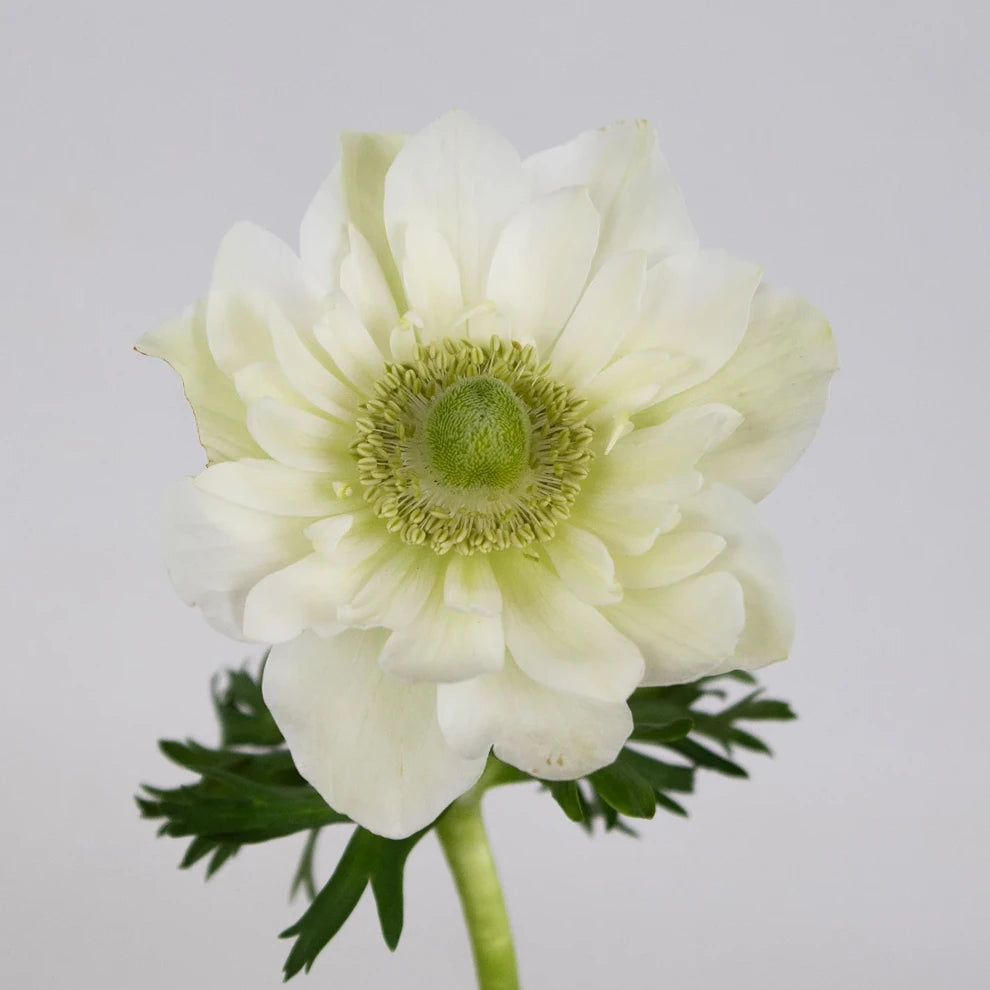 White Fullstar Anemones - White - alternative 2