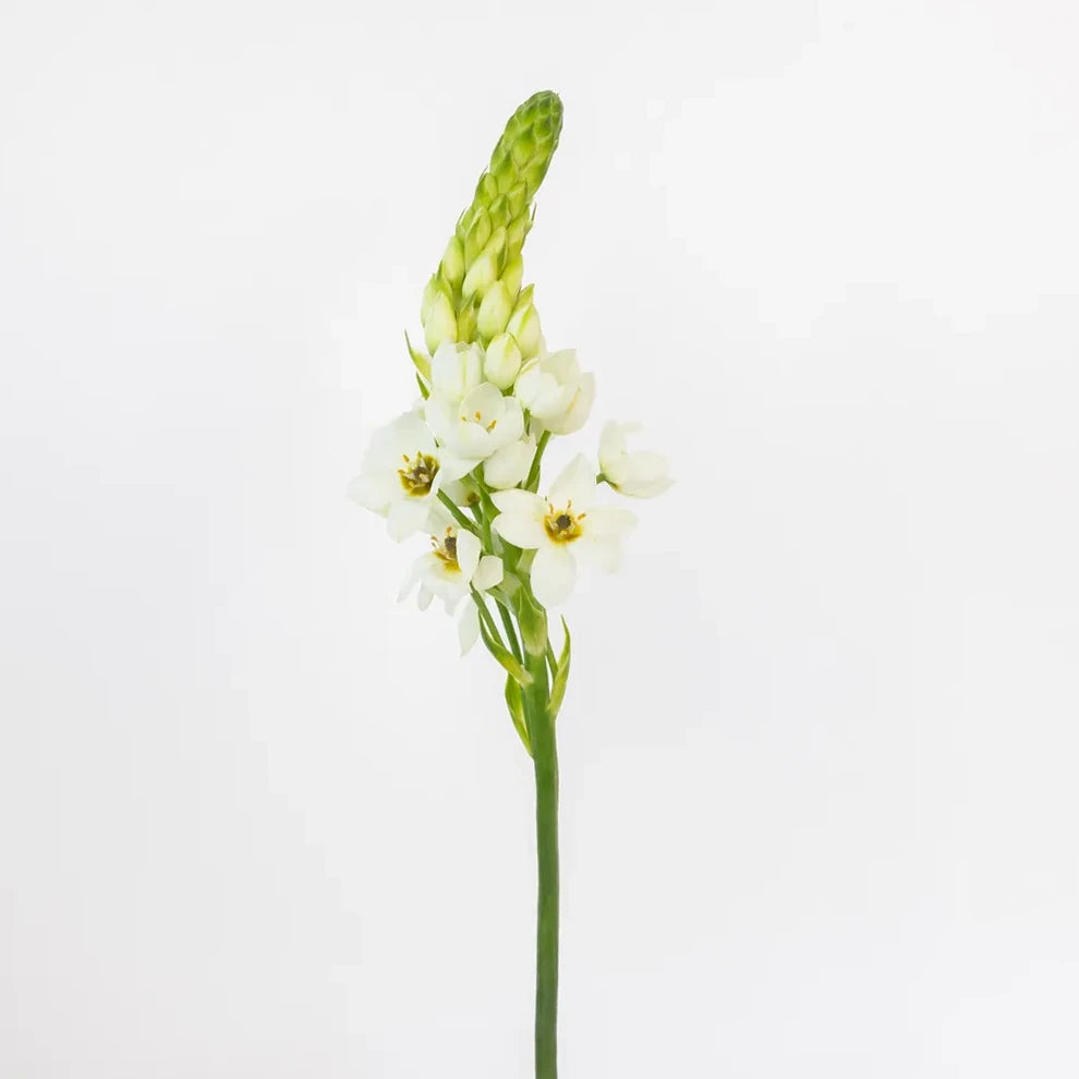 White Star of Bethlehem - alternative 1