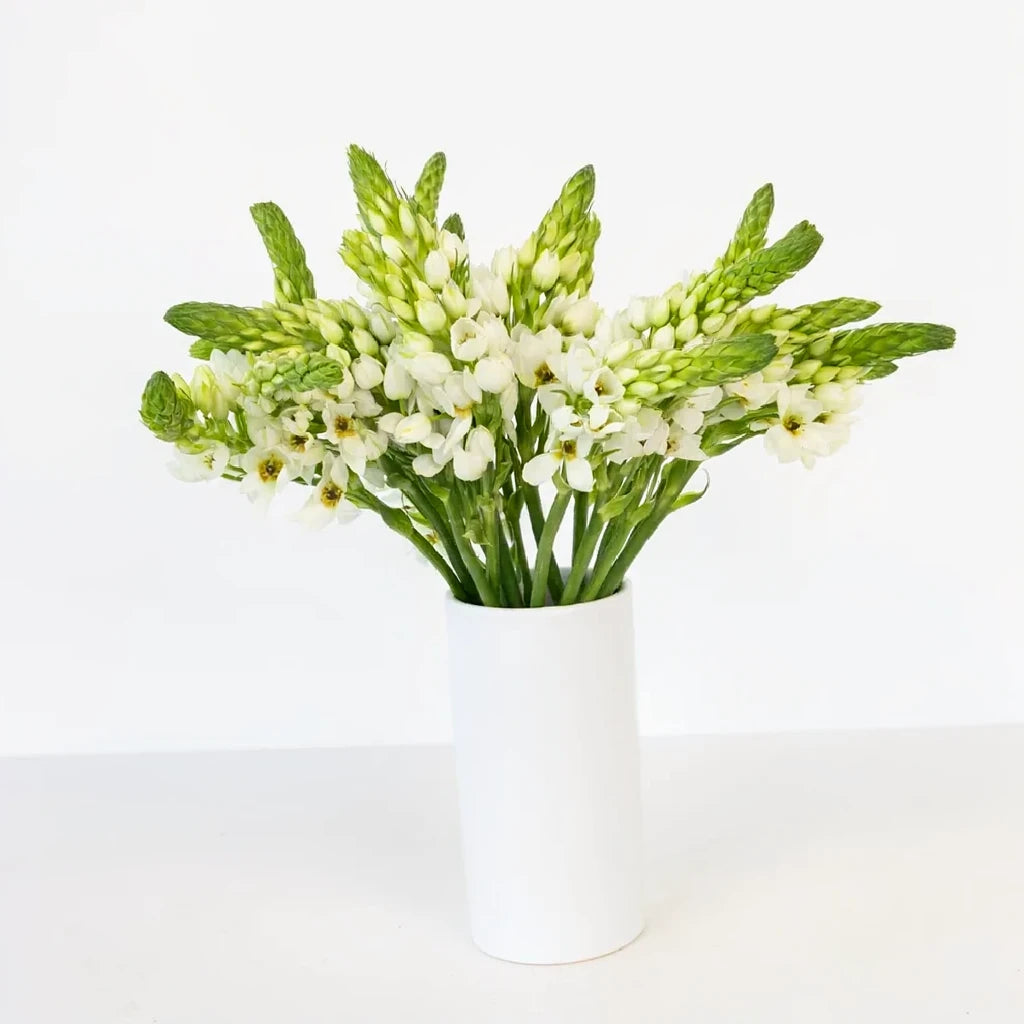 White Star of Bethlehem - main
