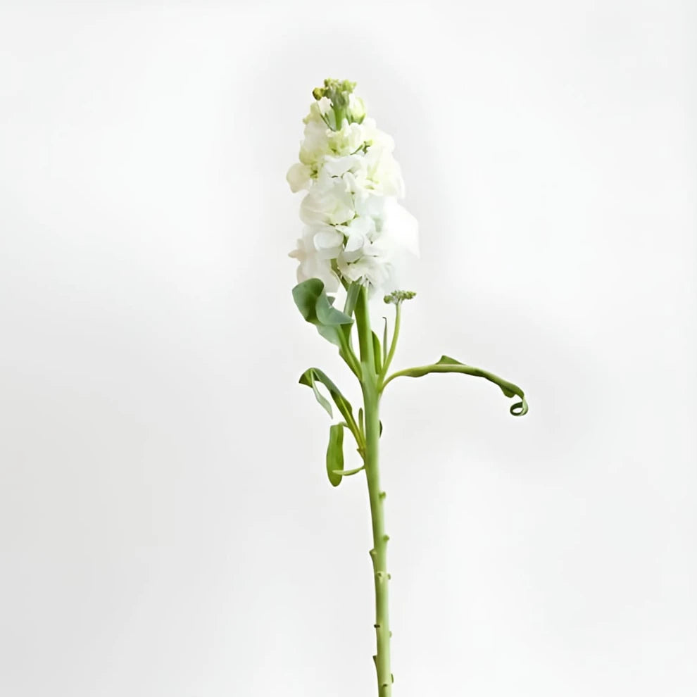 White Stock Regular - main