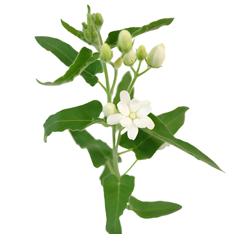 White Tweedia - main