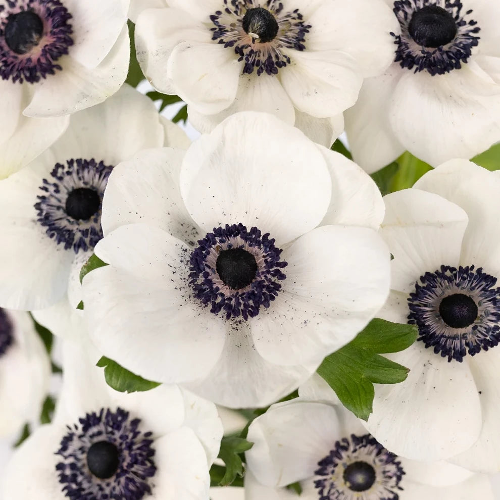 White Anemones - alternative 1