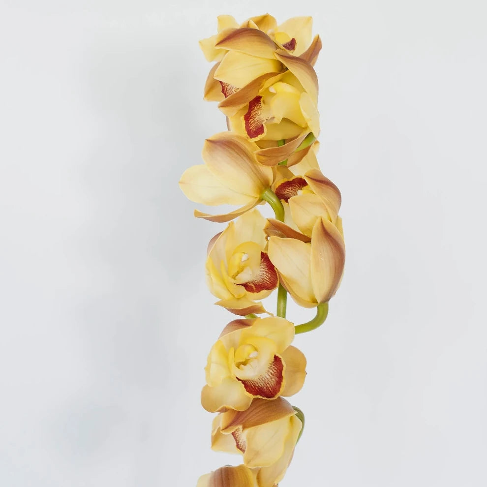 Orange Orchids Cymbidium - alternative 1