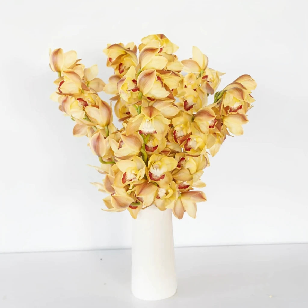 Orange Orchids Cymbidium - main
