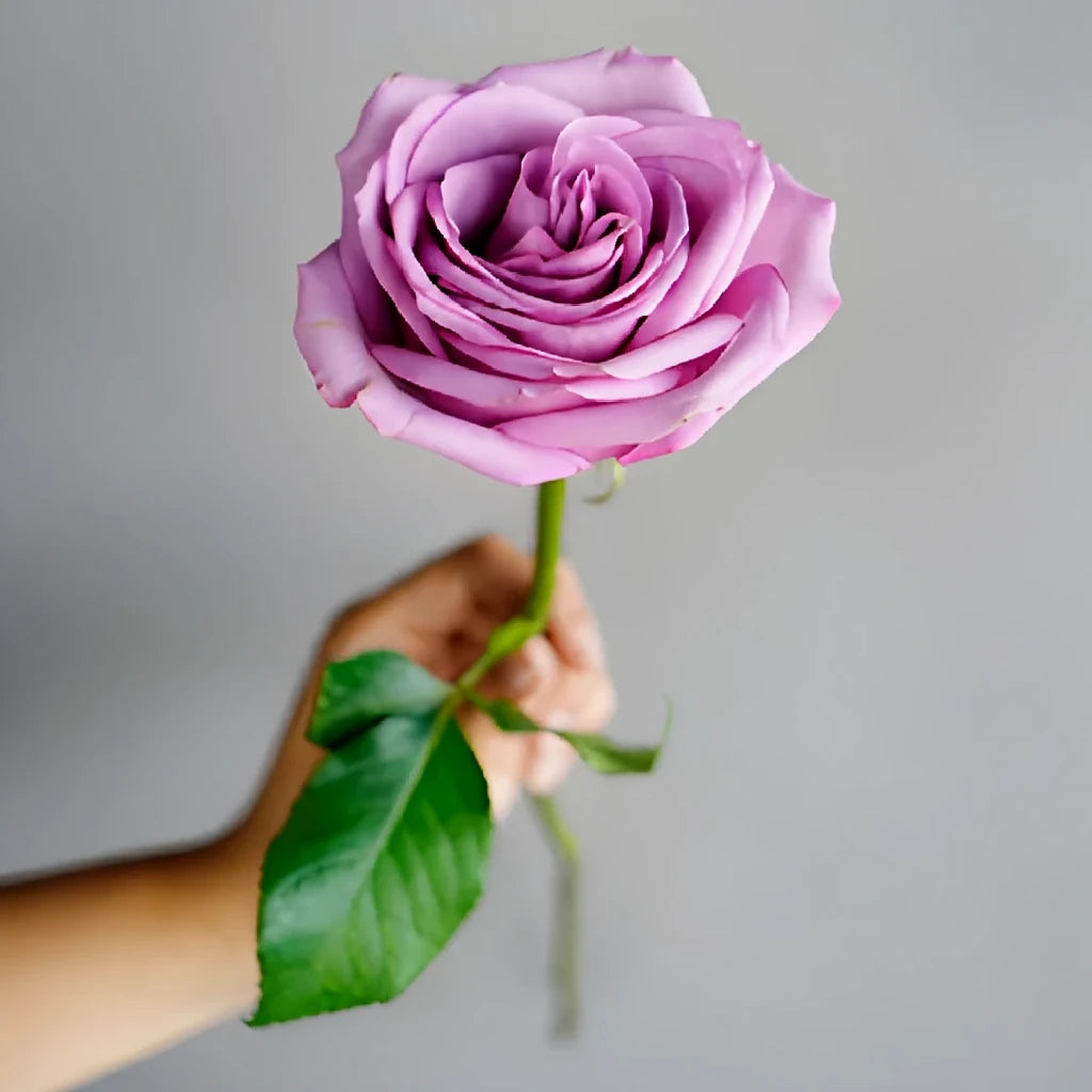 Cool Water Roses Standard - alternative 1