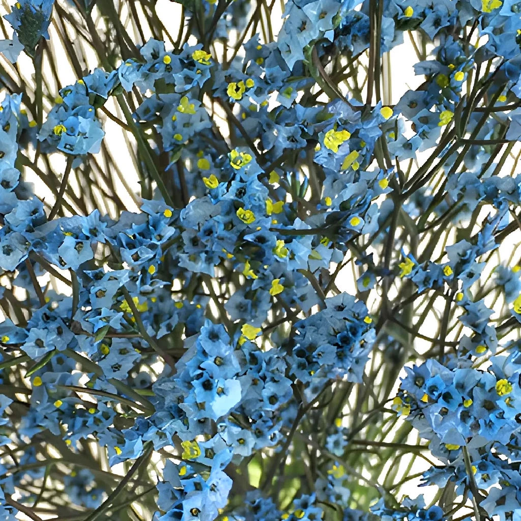 Blue Limonium - main