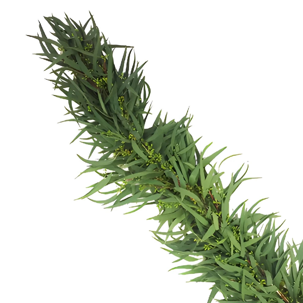 Euc Willow Seeded Garland - main