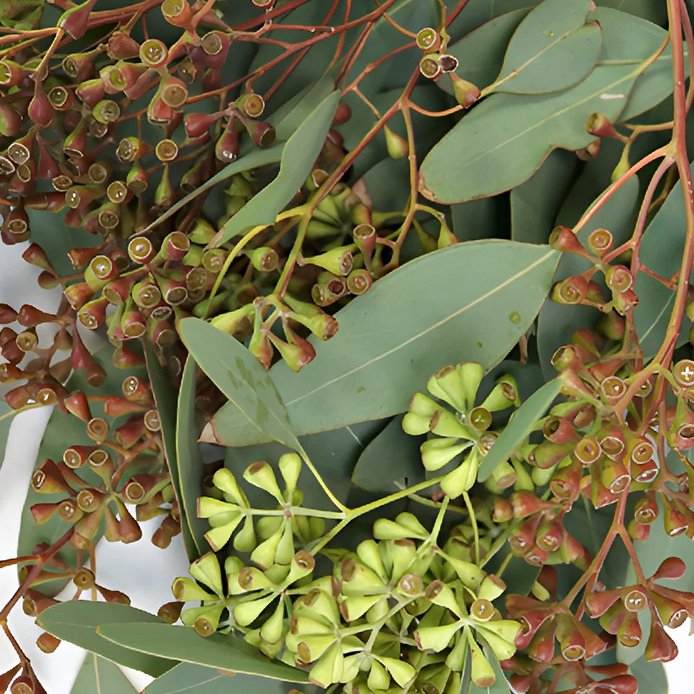 Eucalyptus Willow Seeded Greenery - alternative 2