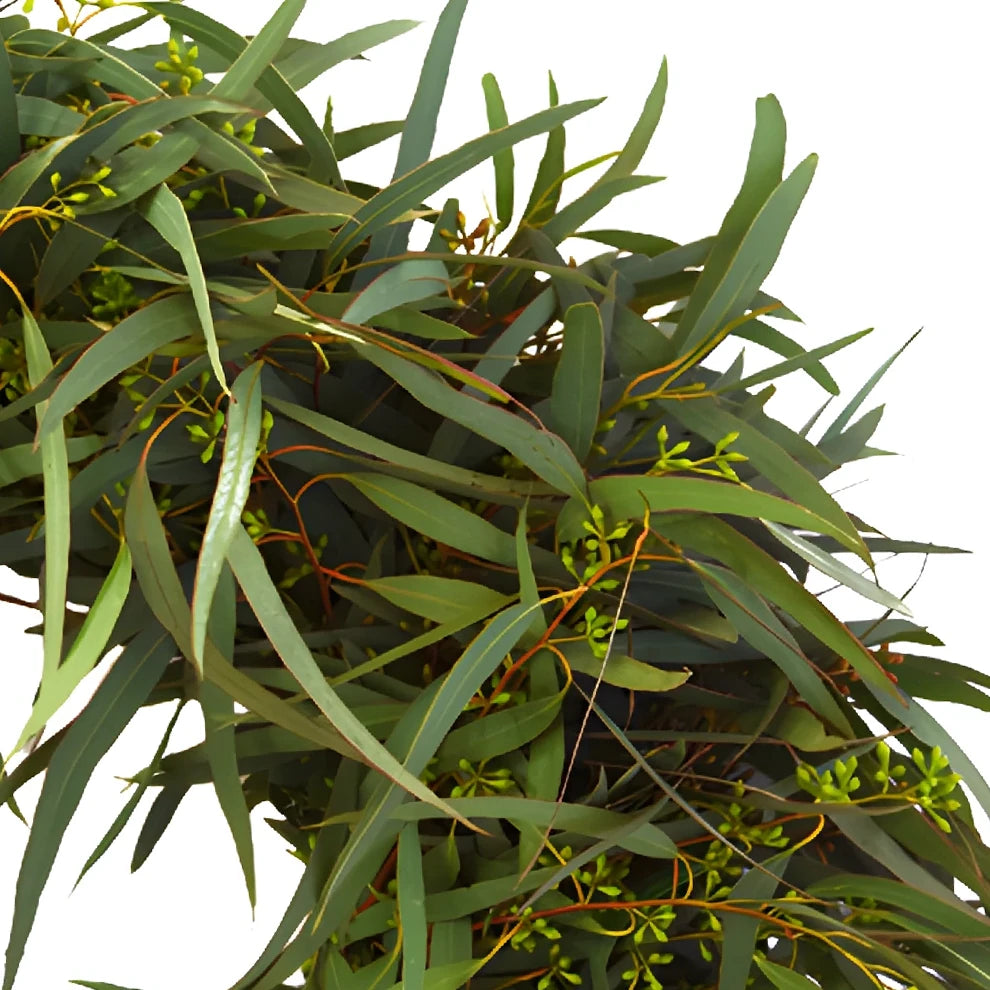 Wreath Willow Seeded Euc Greenery - main