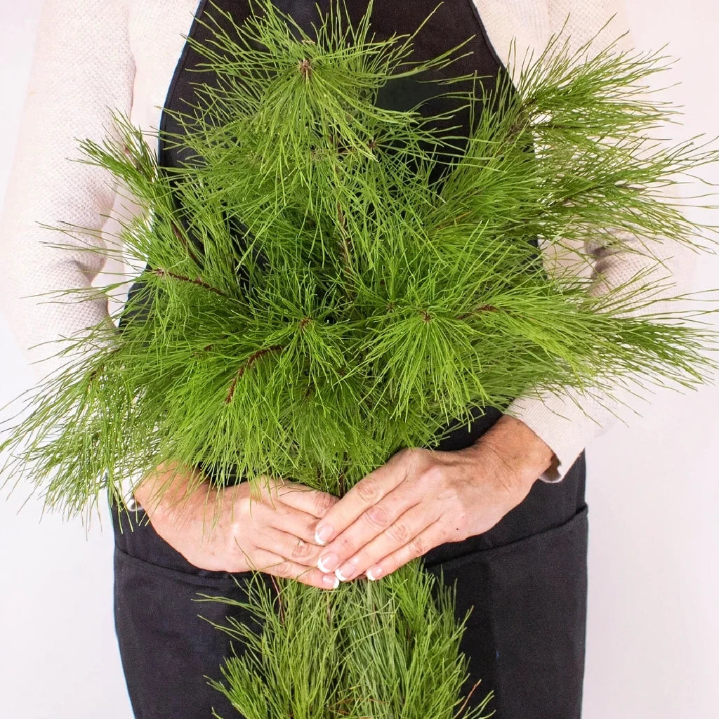 White Pine Tips Greenery - alternative 3