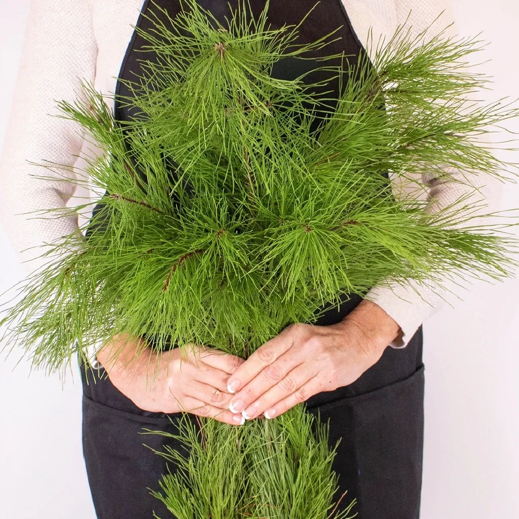 Florida Pine Greenery - alternative 2