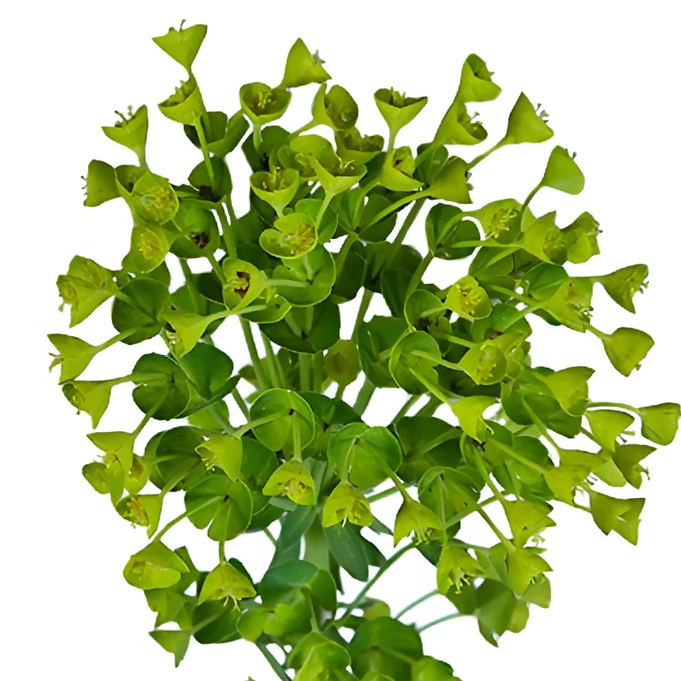Euphorbia Wolfini Greenery - alternative 2