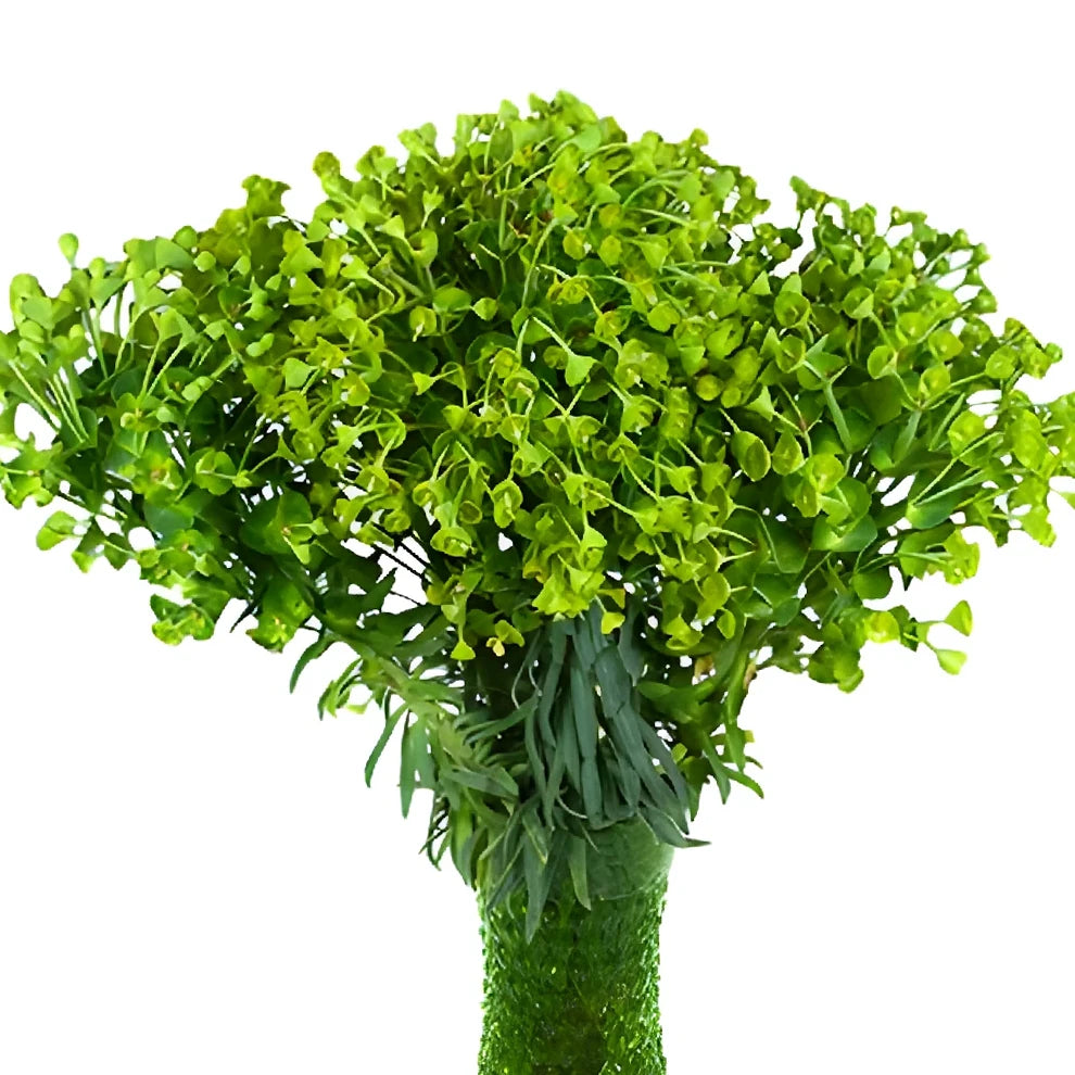 Euphorbia Wolfini Greenery - alternative 3