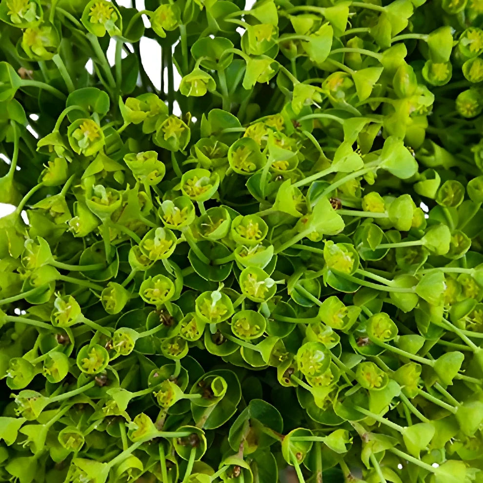 Euphorbia Wolfini Greenery - alternative 1