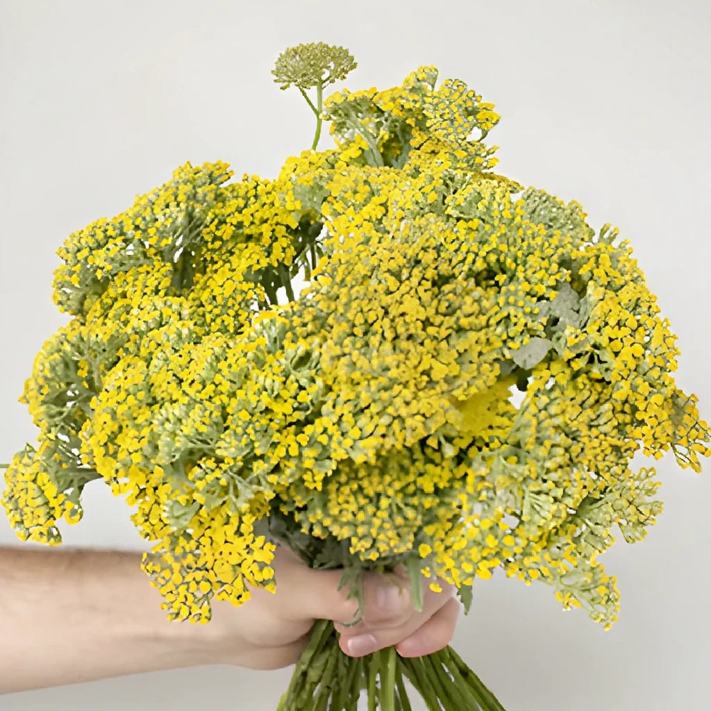 Yellow Yarrow - alternative 2
