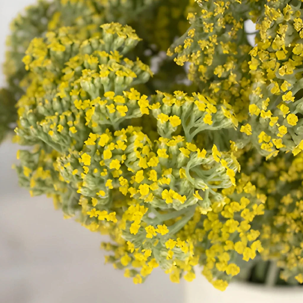 Yellow Yarrow - main