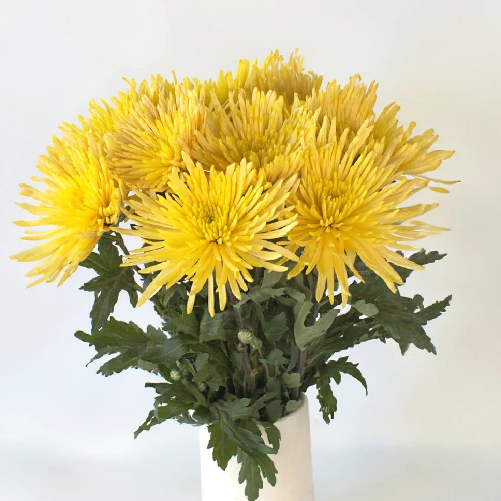 Yellow Spider Mums - main