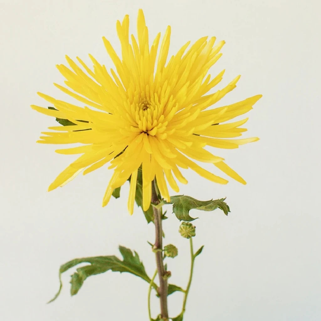 Yellow Spider Mums - alternative 1