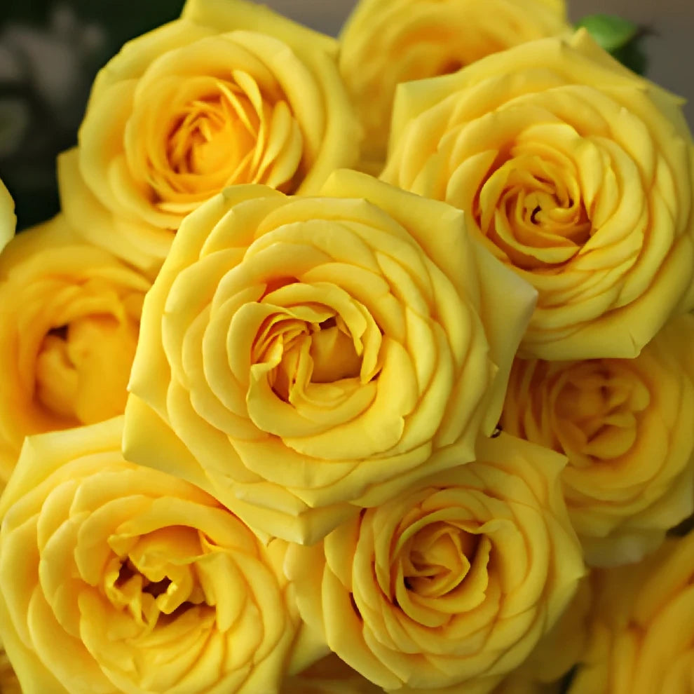 Yellow Babe Roses Spray - alternative 1
