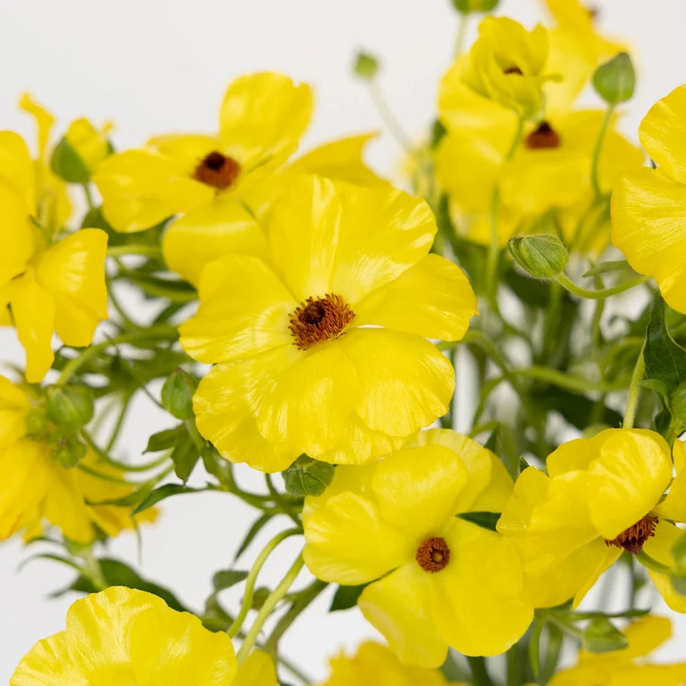 Yellow Butterfly Ranunculus - Yellow - alternative 2