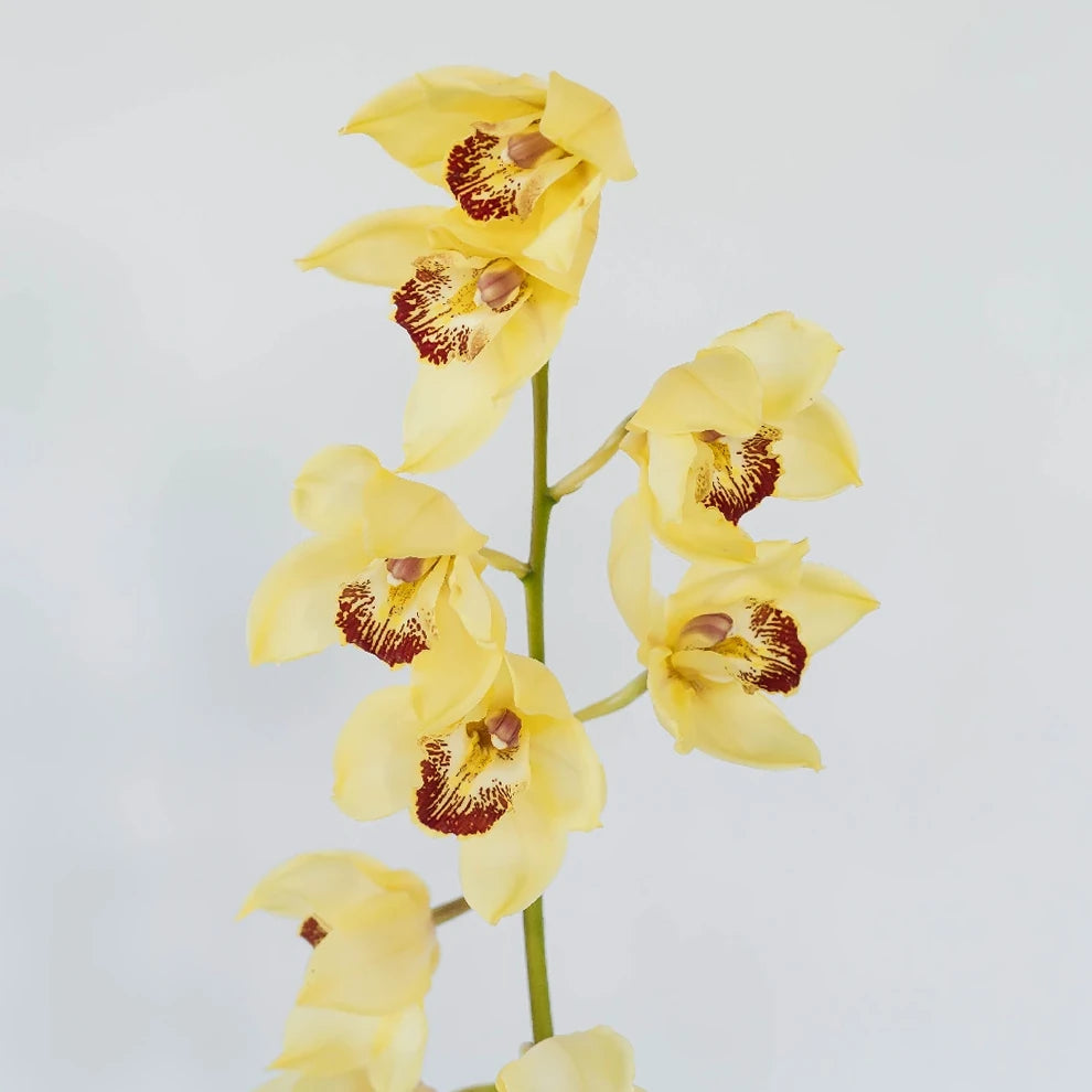 Yellow Orchids Cymbidium - alternative 2