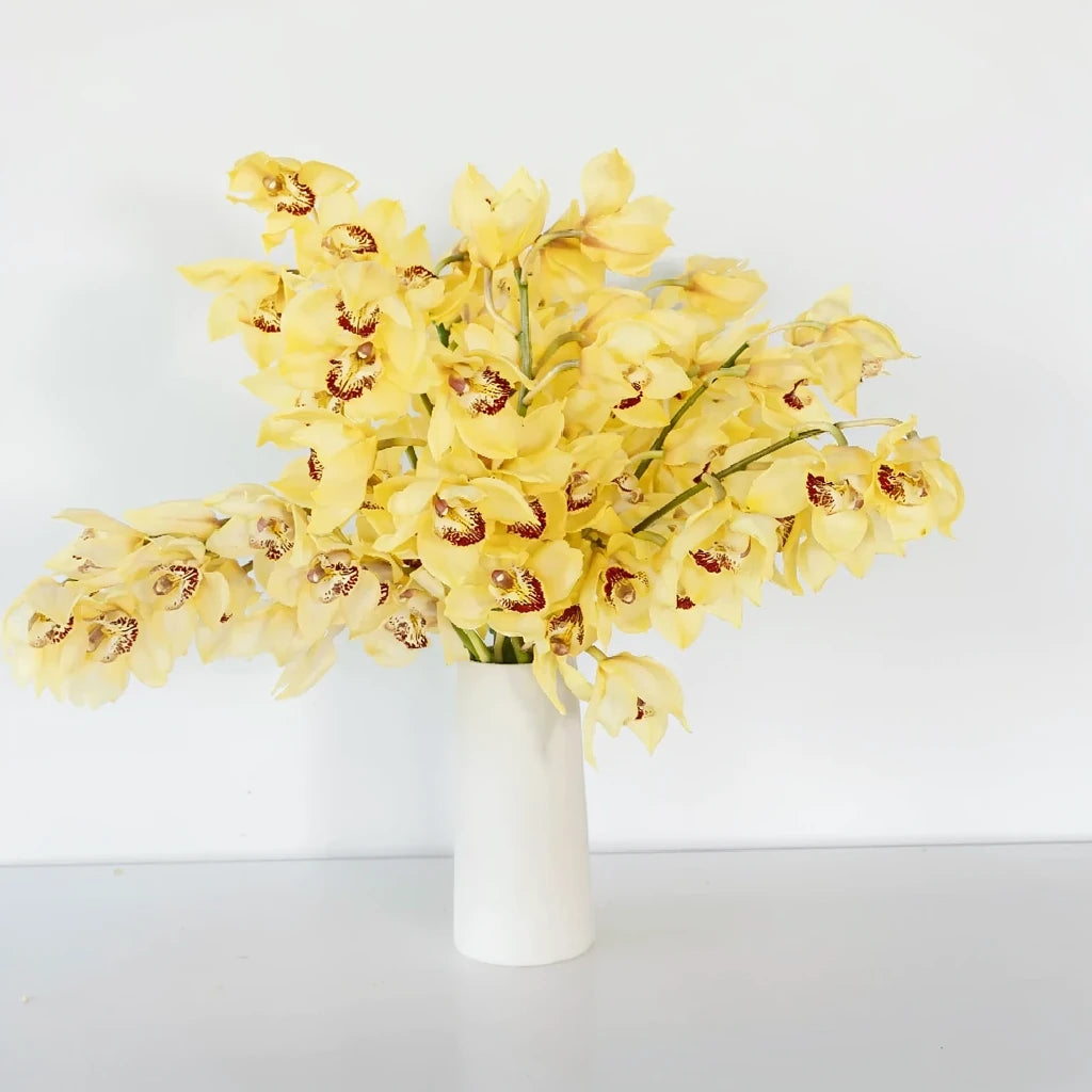 Yellow Orchids Mini Cymbidium - main