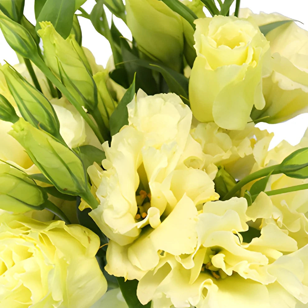 Yellow Lisianthus - alternative 3