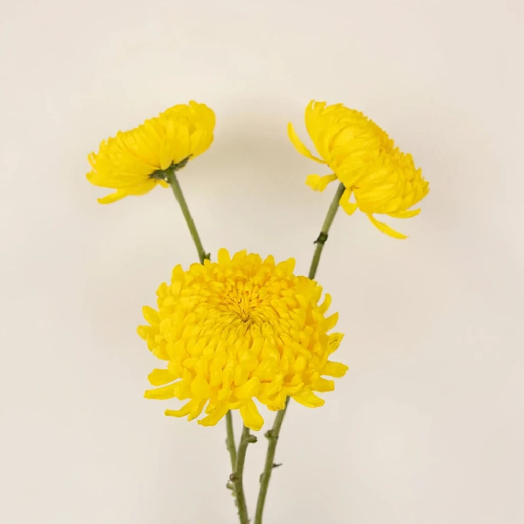 Yellow Football Mums - alternative 2