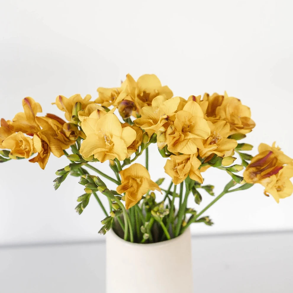Yellow Freesia - alternative 2