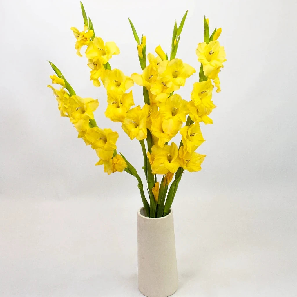 Yellow Gladiolus - alternative 1