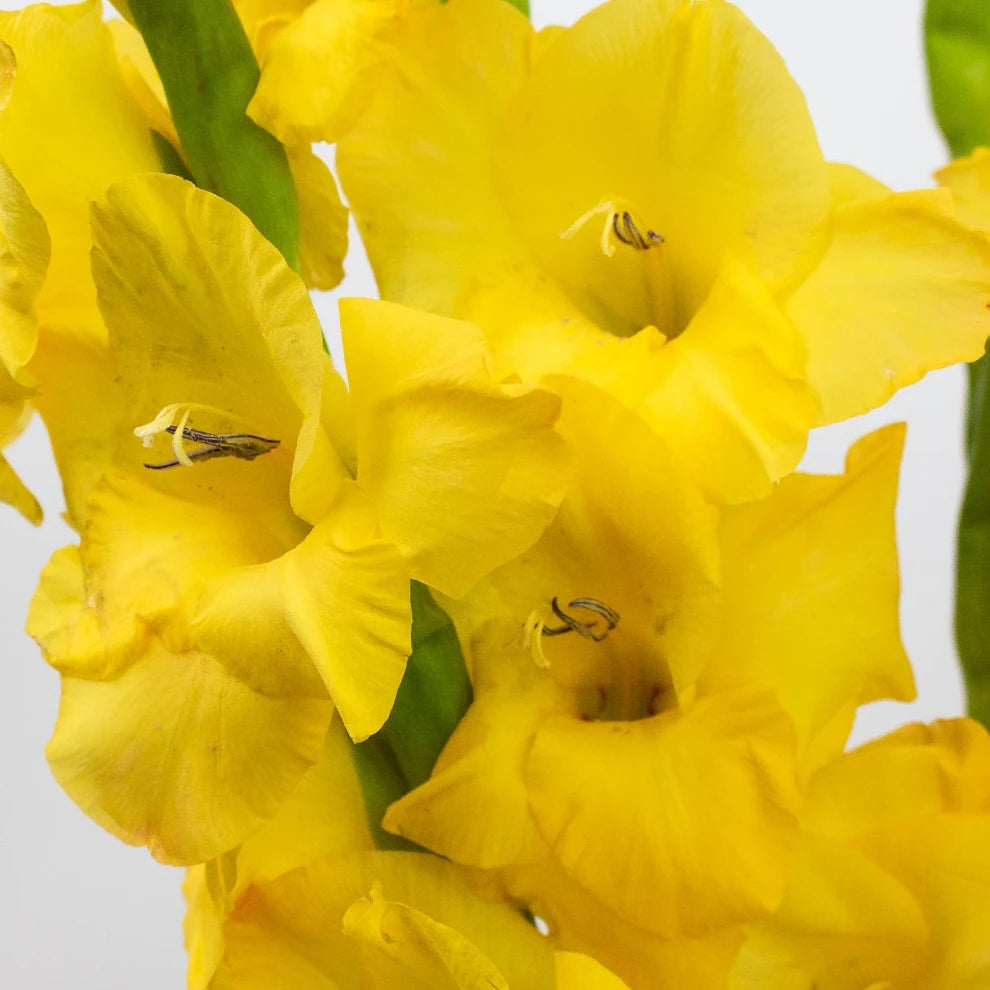 Yellow Gladiolus - alternative 2